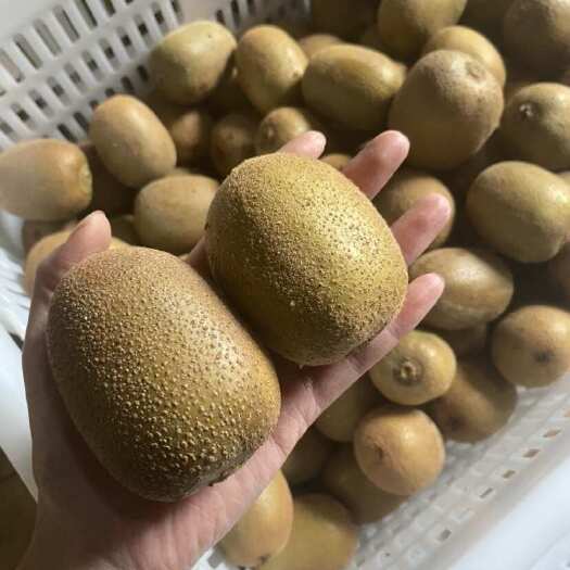 黄心猕猴桃，无膨大剂