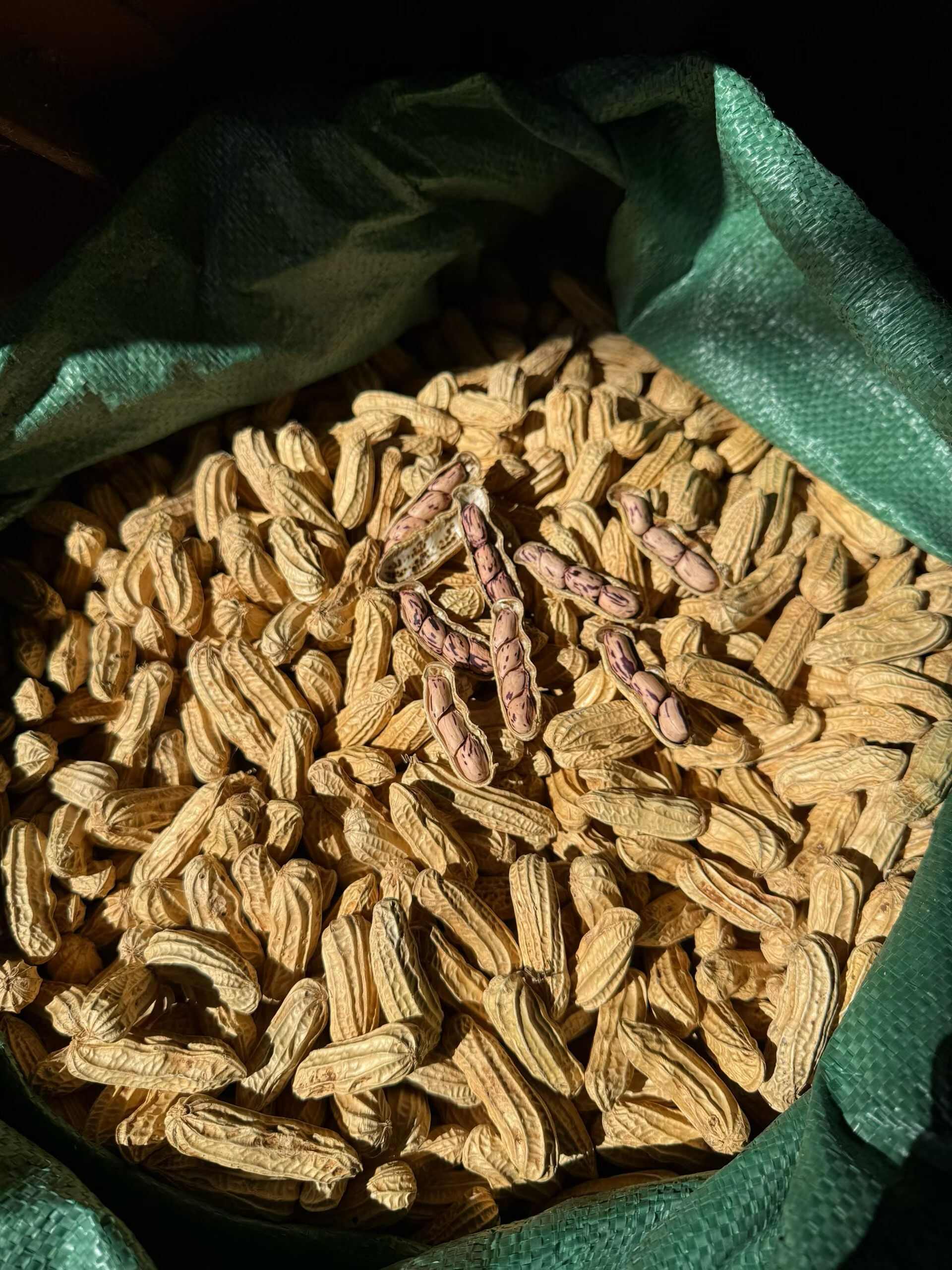 云南黑花生2025新晒干带壳富硒黑花生大量现货产地直发