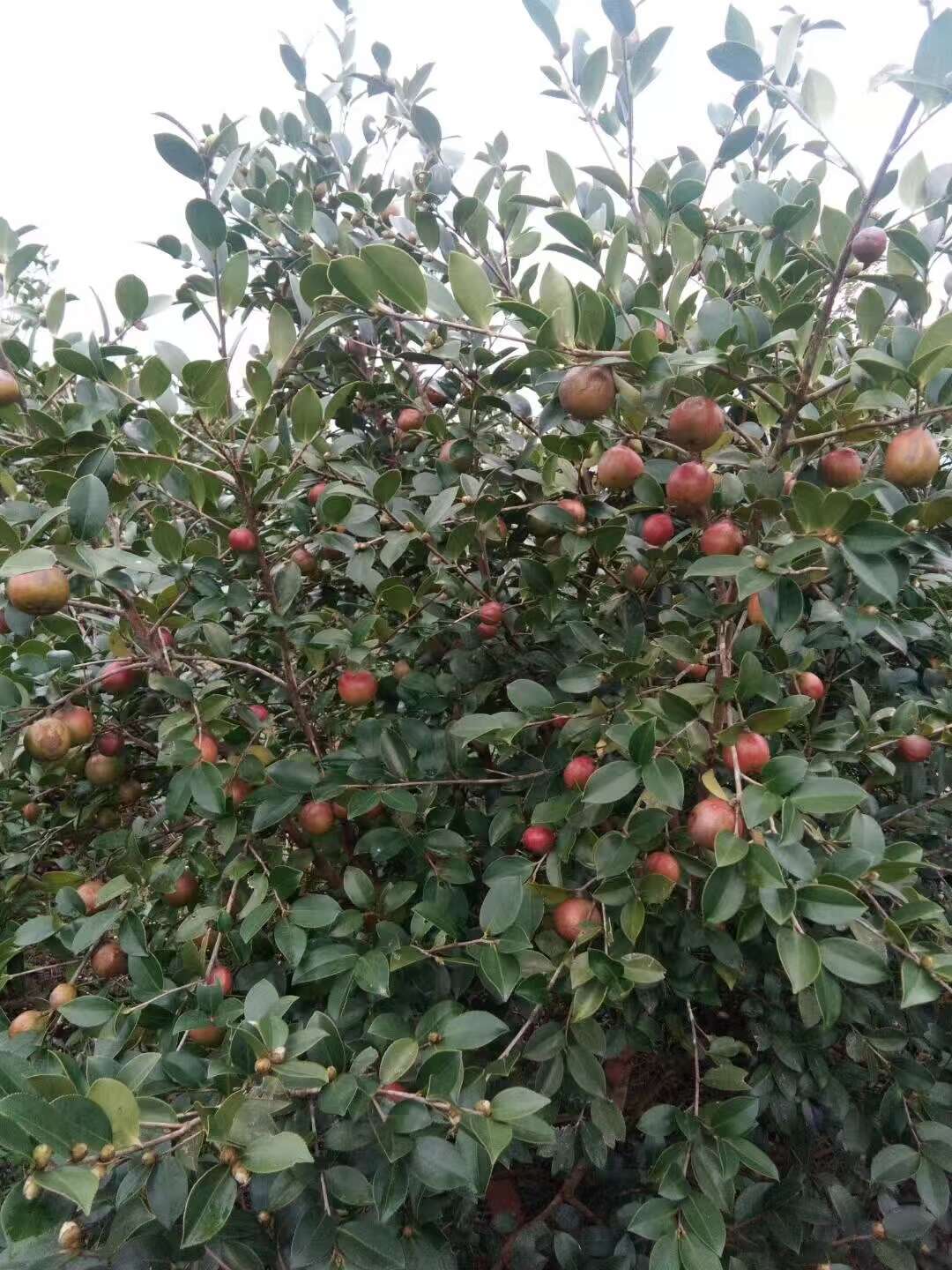 山茶籽