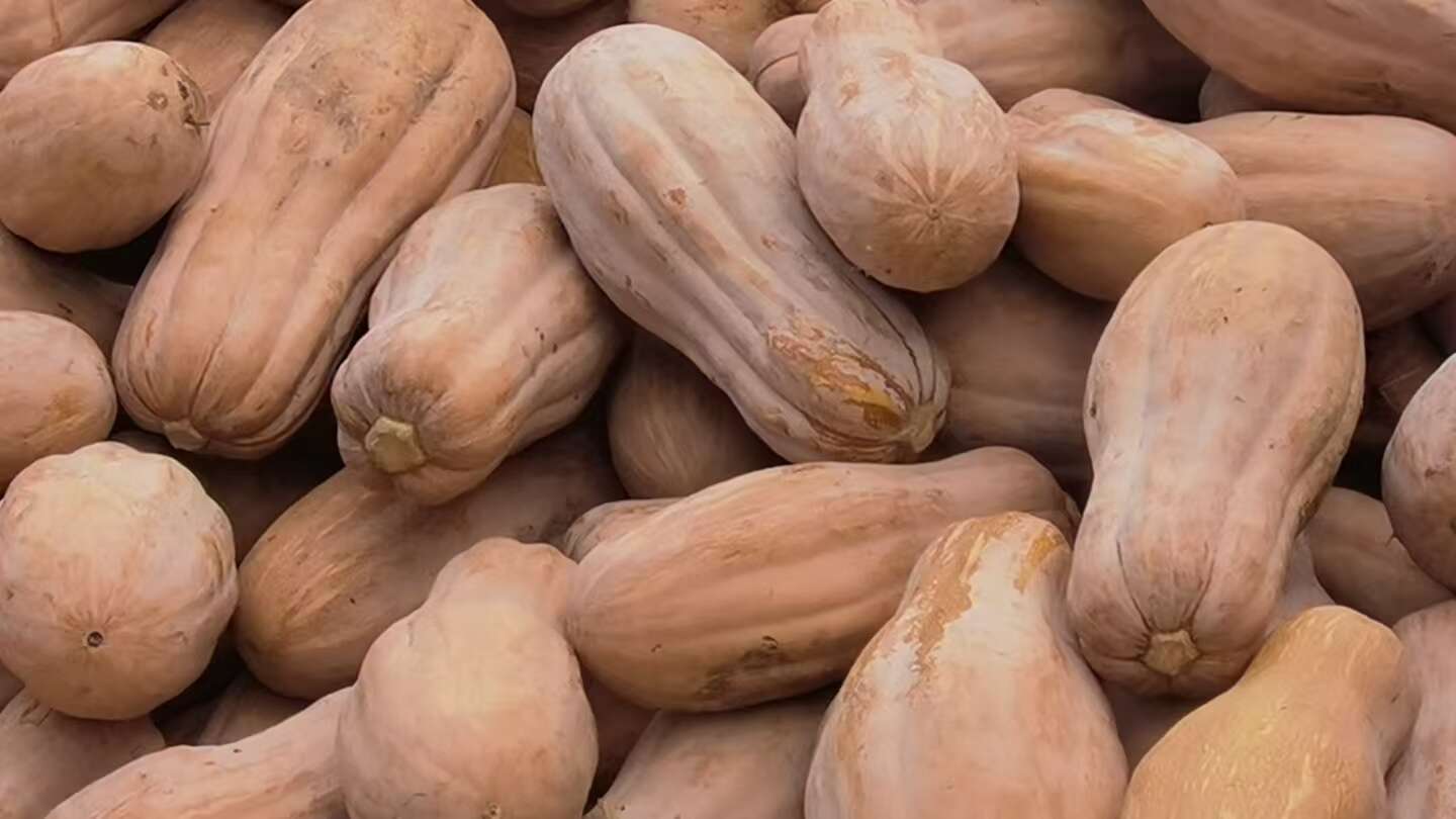 南瓜