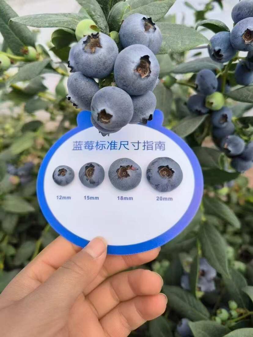 大凉山蓝莓