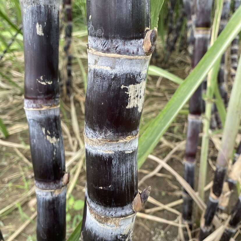 苏州吴江产地直发黑皮甘蔗可用于做种苗榨糖榨汁