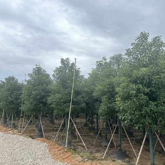 普宁市广东普宁香樟树 高4-5米 米径10-12带营养钵 A级