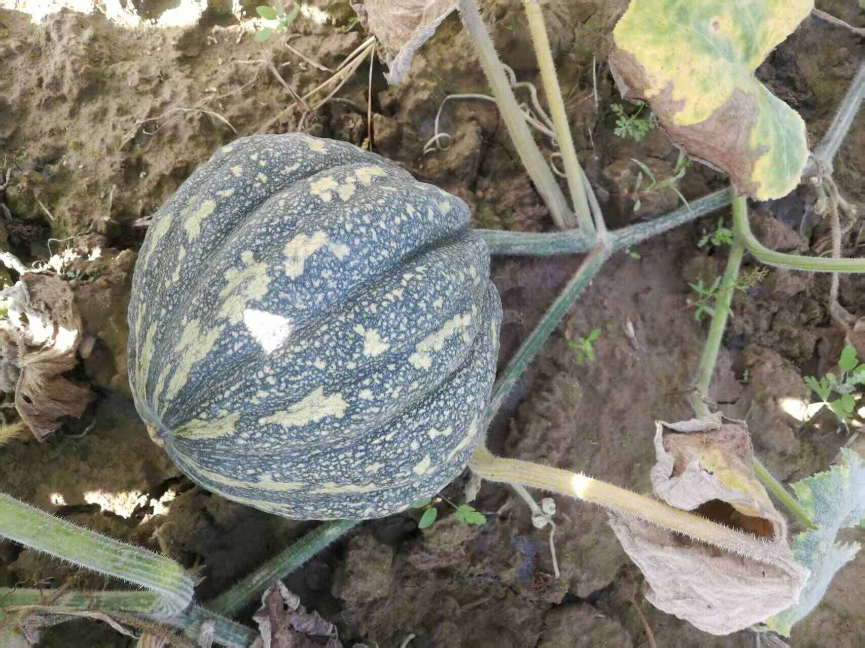 产地山西 鸿运南瓜 贝贝南瓜 量大精品