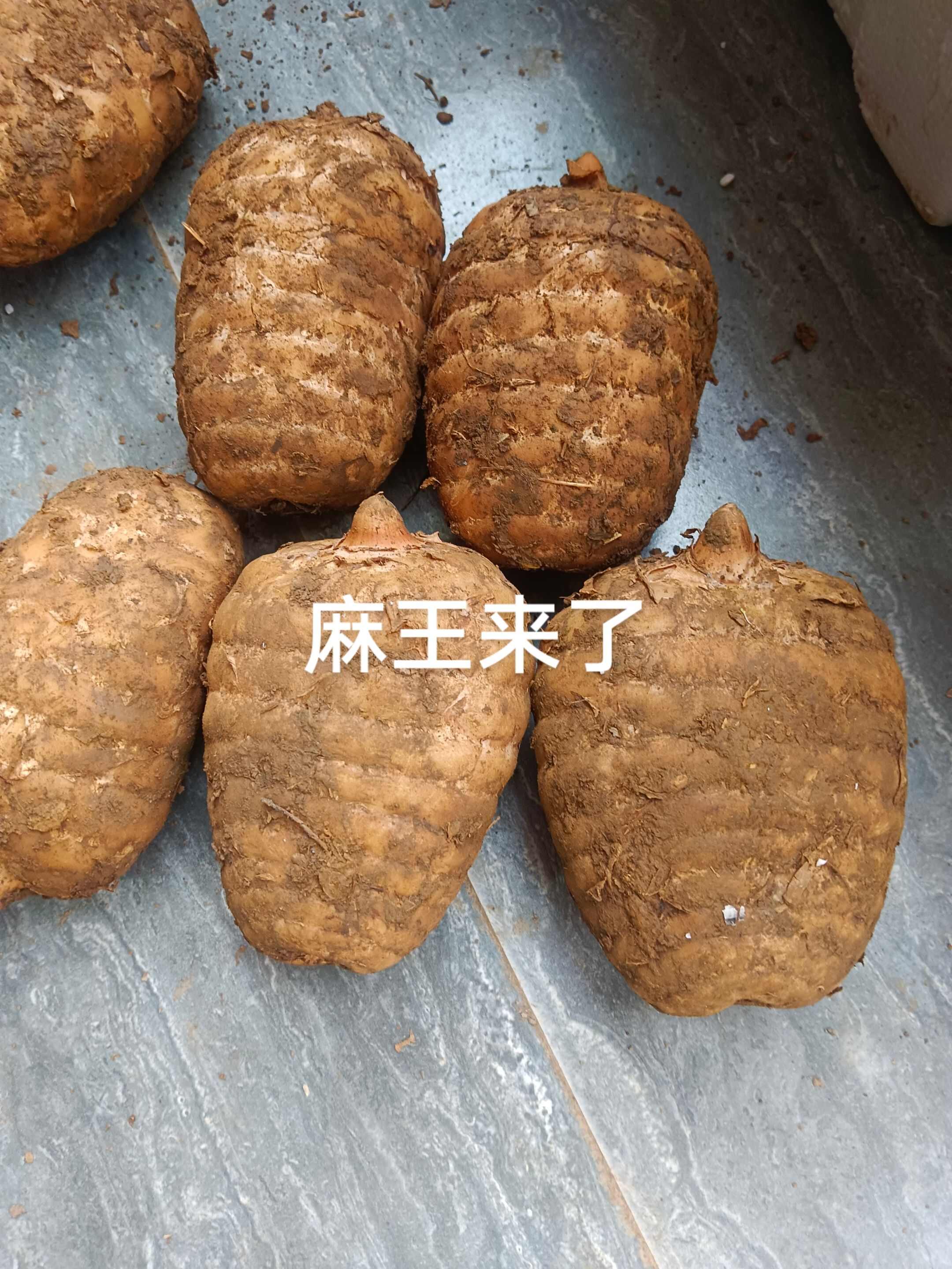 云南昭通彝良乌天麻产地直供