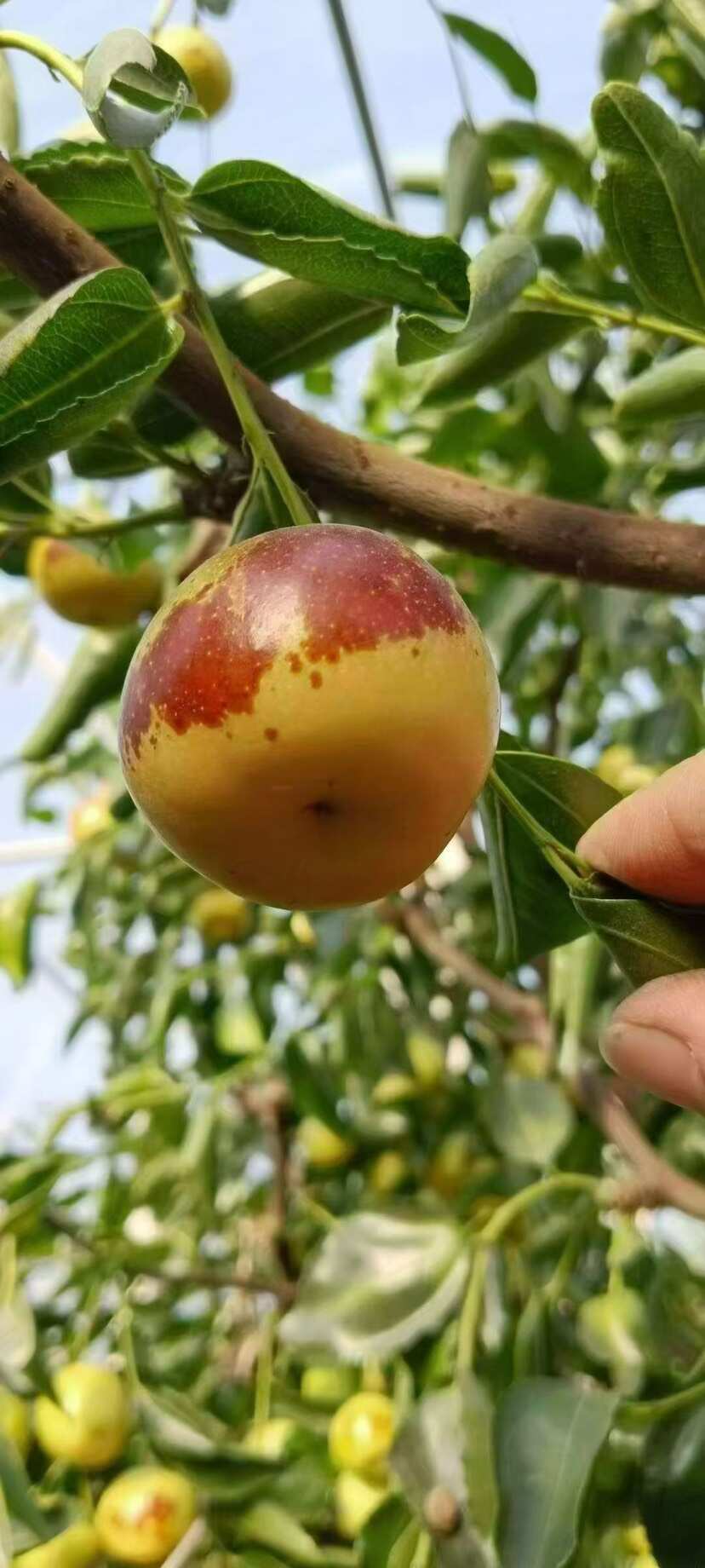 沾化冬枣