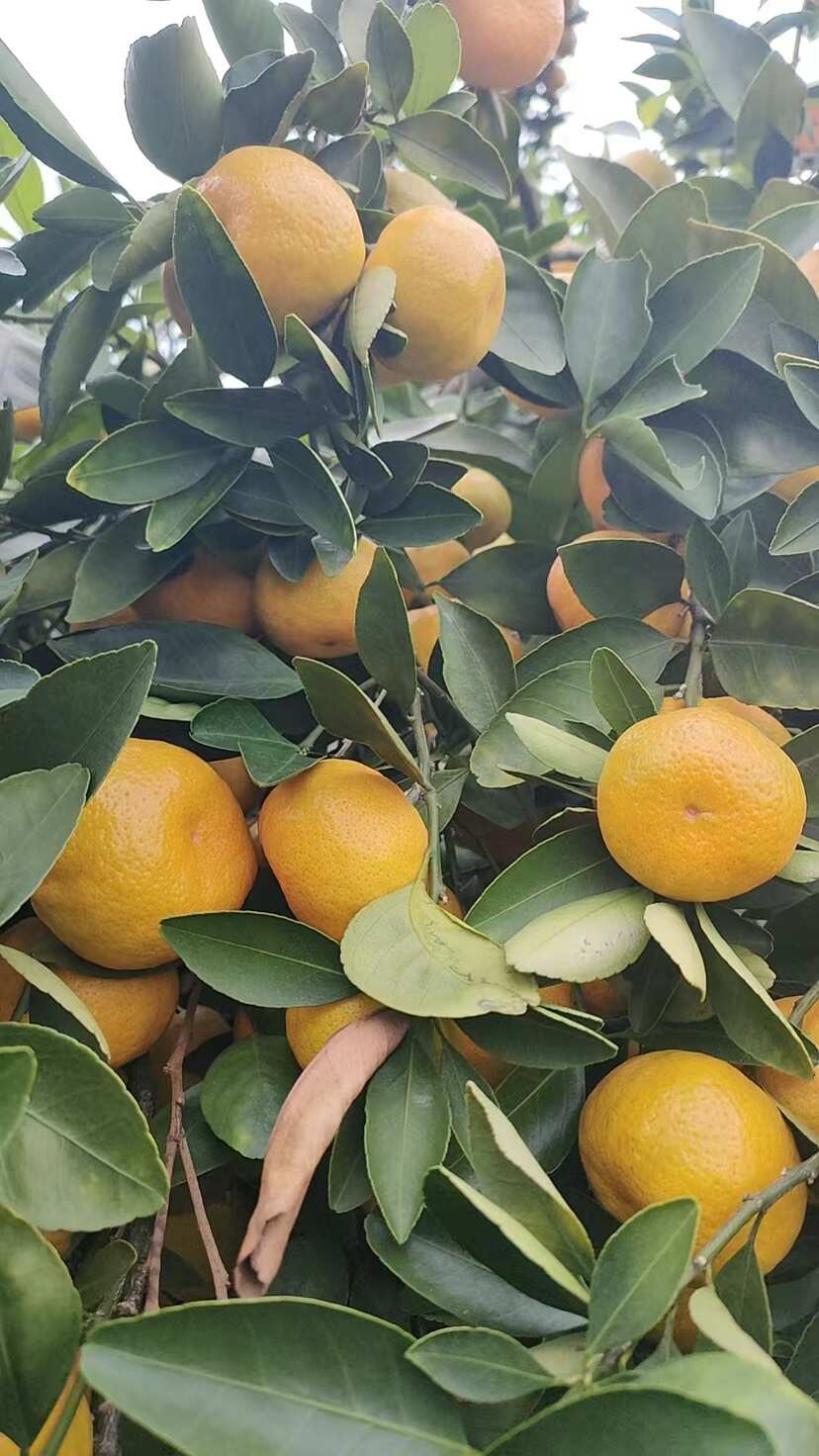 新余蜜桔农场直供，果面干净，大小均匀