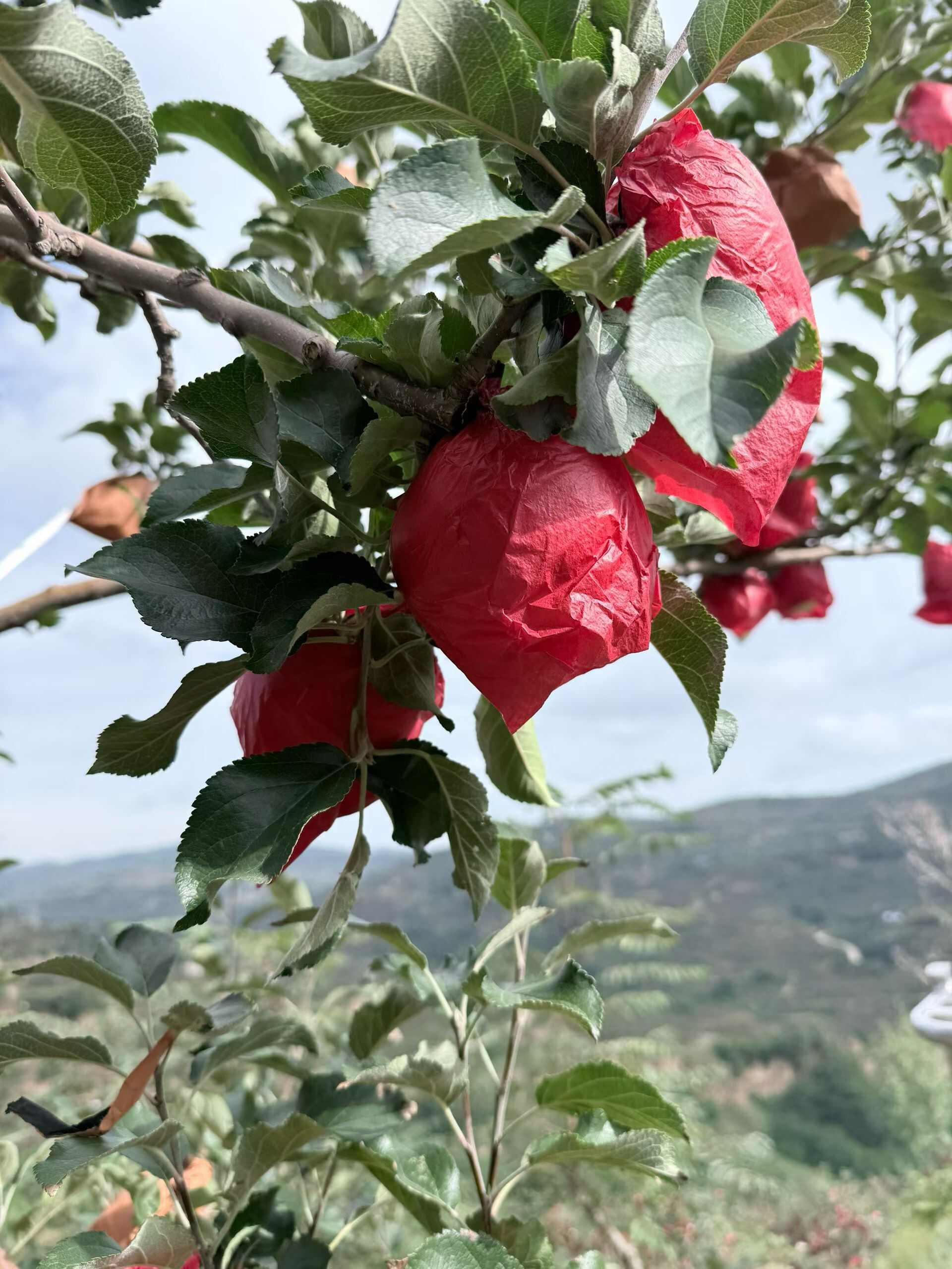 甘肃果园山地苹果成箱直发125一箱一箱24颗约13-15斤