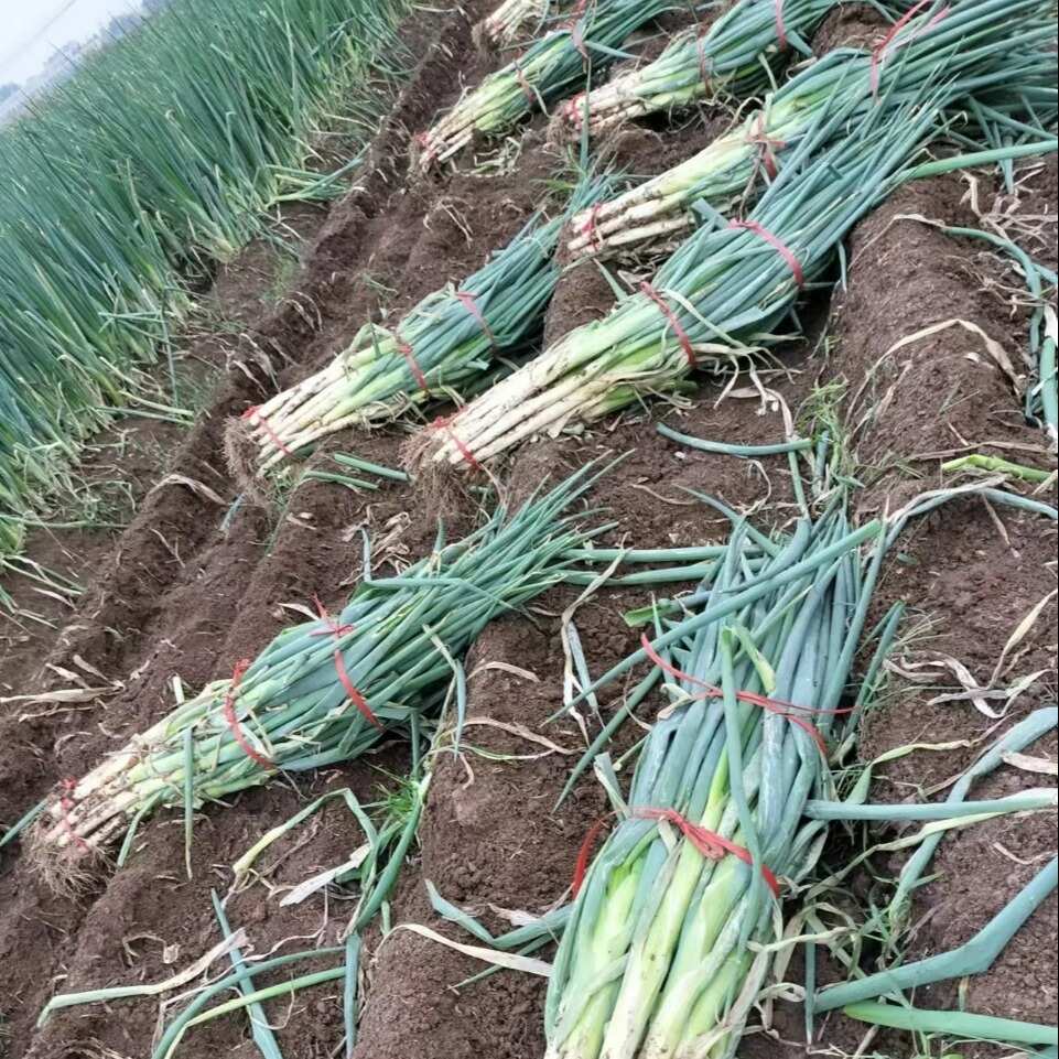 章丘大葱葱高杆白味脆甜