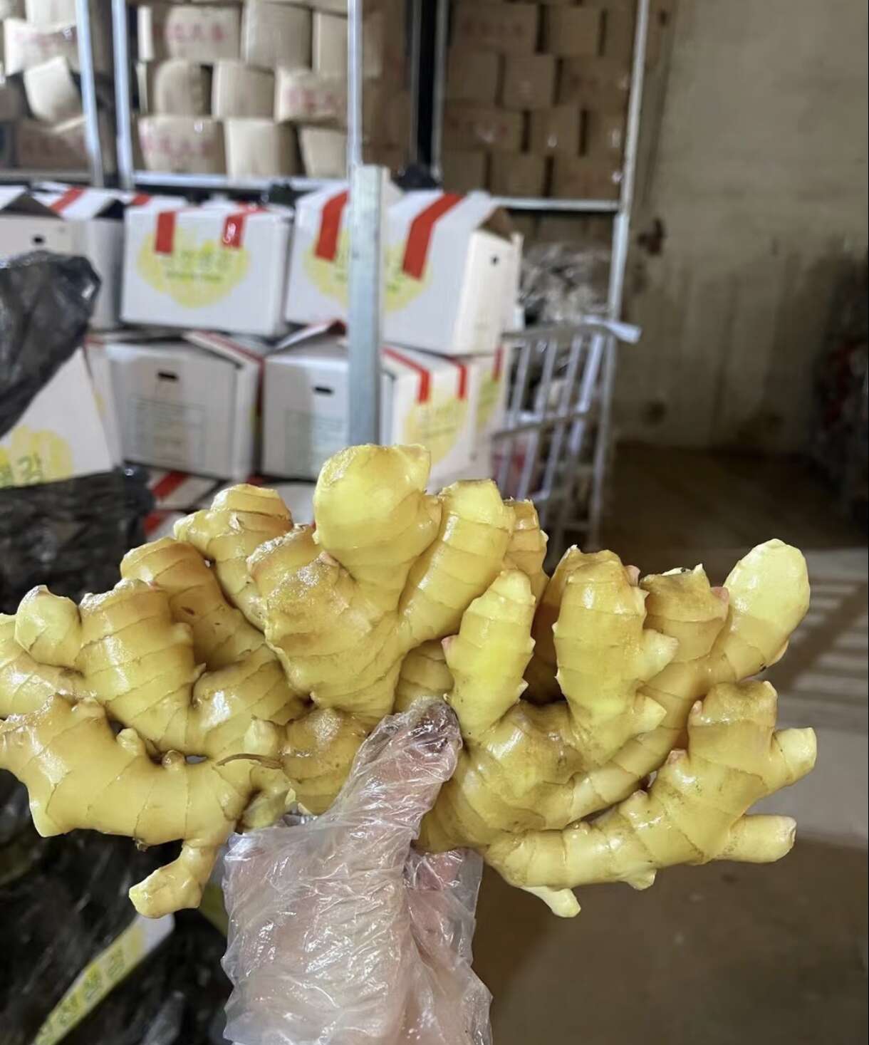 "在山东安丘的生姜种植基地，姜农们沿用传统种植方式，不催熟、