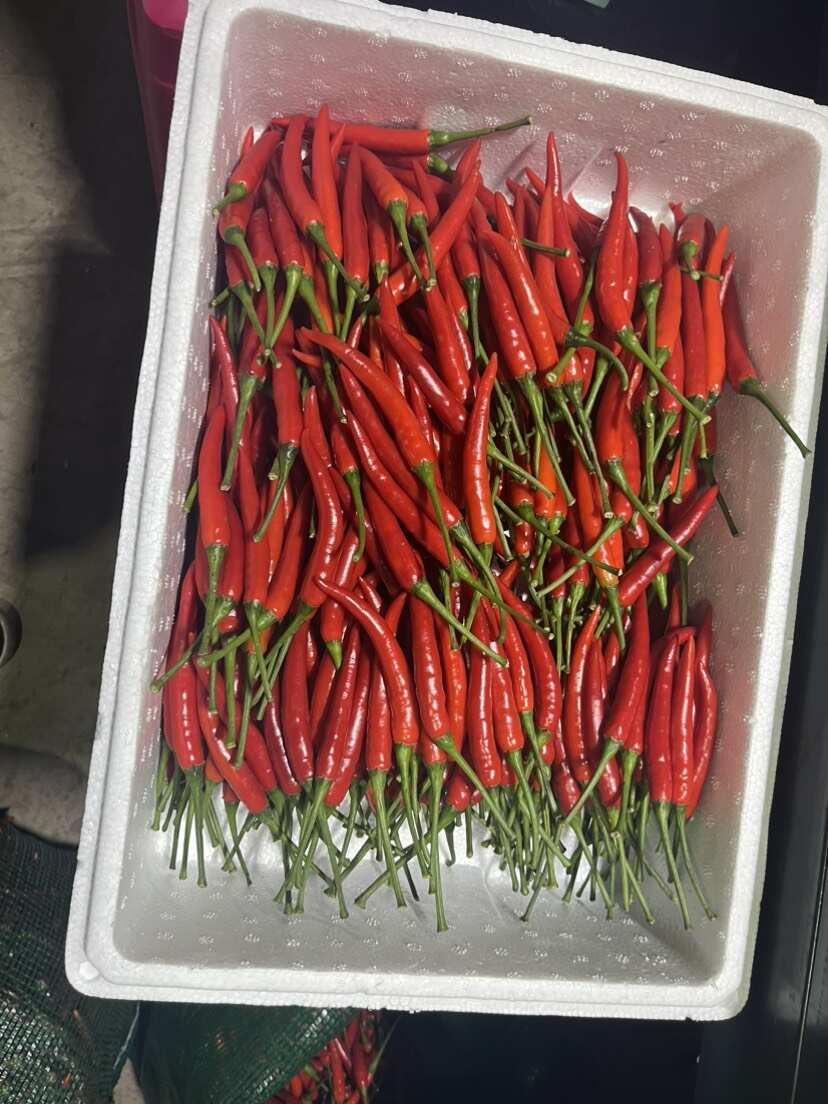 云南精品小米椒大量上市 产地直销 一手货源 欢迎各位老板来电
