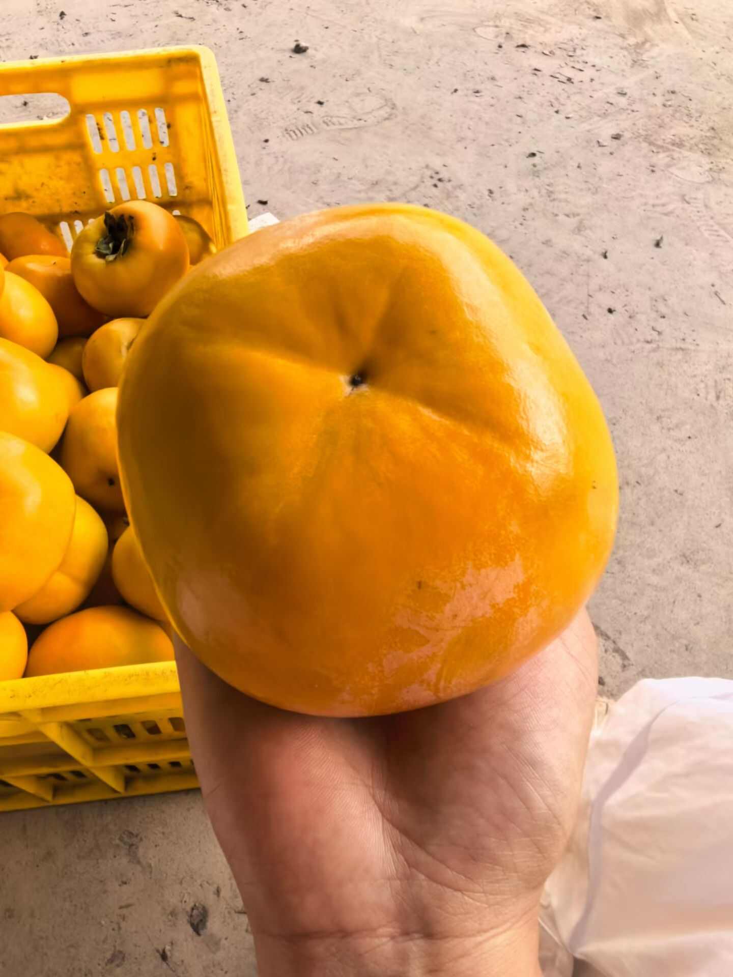 恭城瑶山脆柿