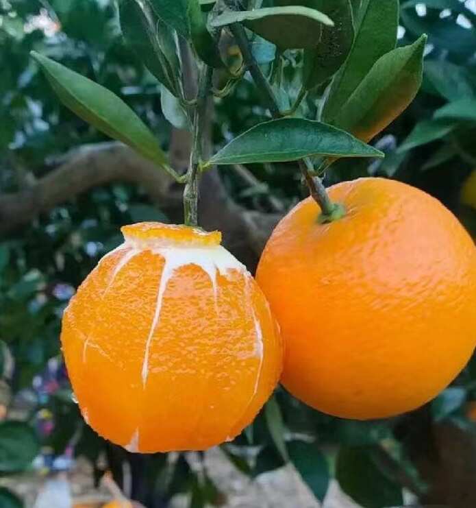 赣南脐橙