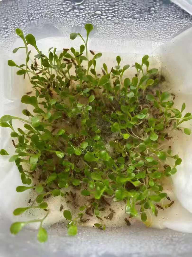 蒲公英种子多年生地被花卉耐寒耐旱耐阴现货批发