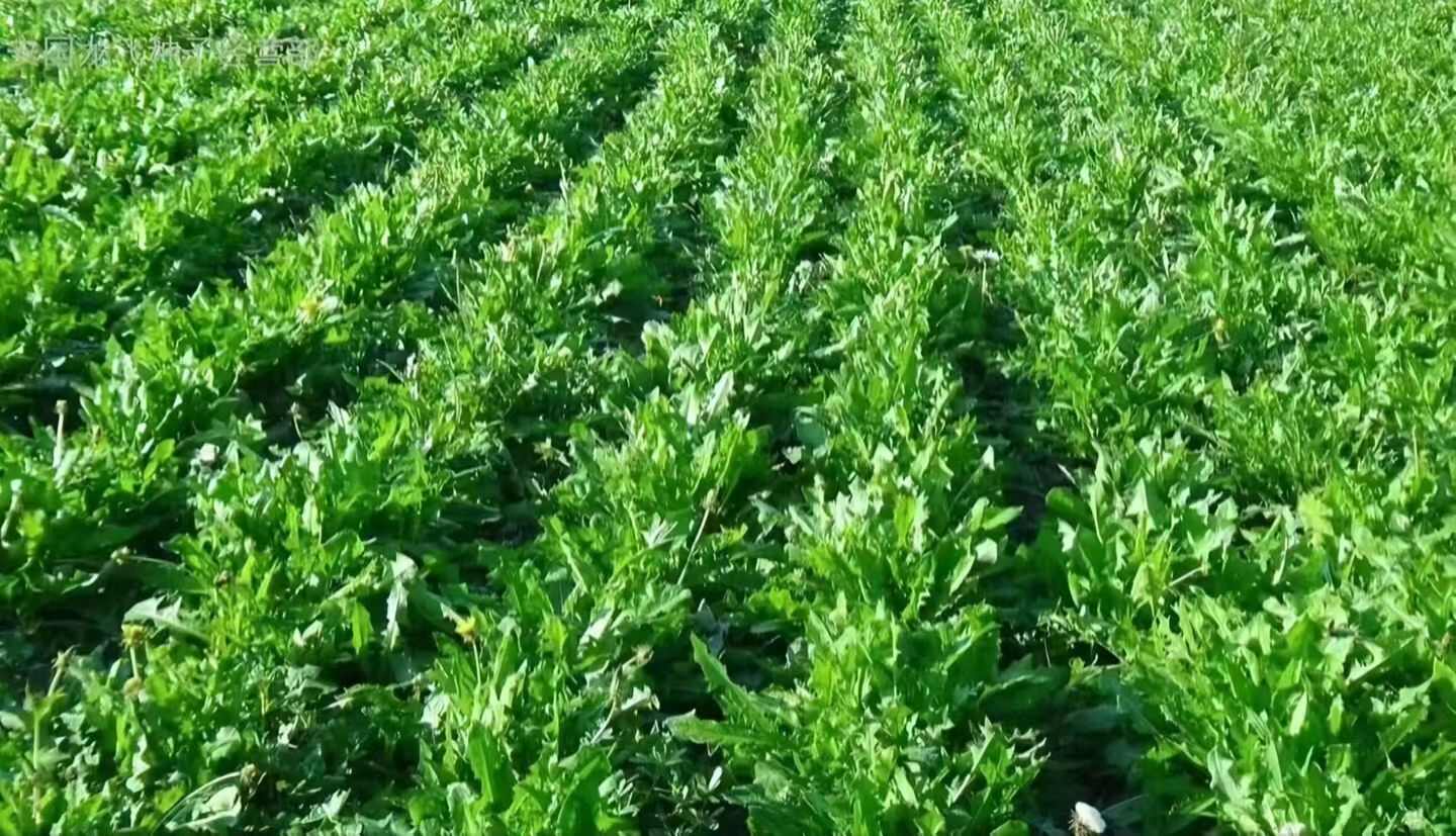 蒲公英种子多年生地被花卉耐寒耐旱耐阴现货批发