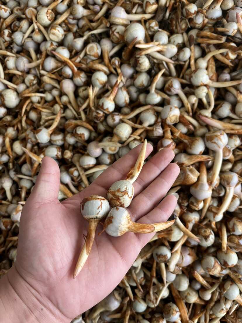 云南精品蓝皮茨菇 大量上市 产地直销 一手货源 欢迎来电咨询