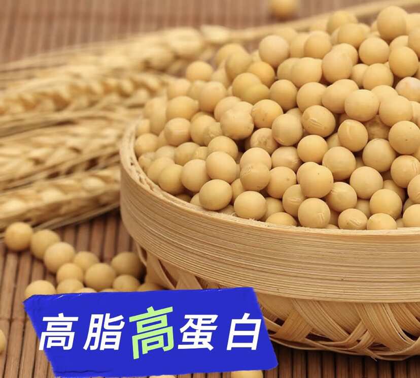 东升北升9系列高精品黄豆，蛋白43以上，脂肪40以上