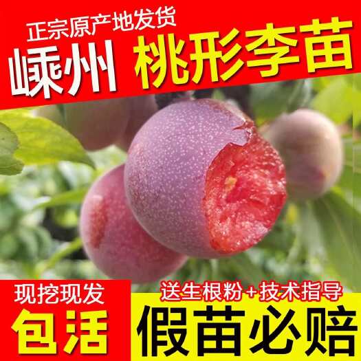 浙江嵊州金庭桃形李苗嫁接红心李子树果苗 脆甜爽口 汁水丰富