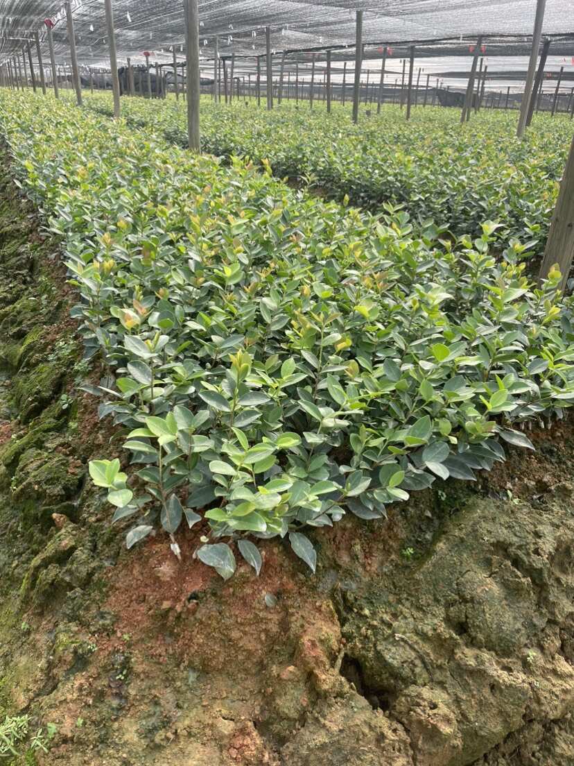 江西丰城优质油茶树苗供应