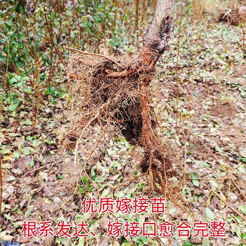 桃形李苗 嵊州金庭红心李子树苗 产地直发 当年结果