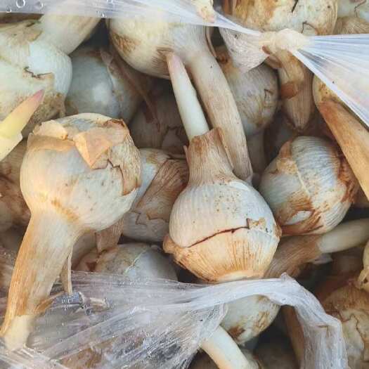 石屏县云南精品蓝皮茨菇 大量上市 产地直销 一手货源 欢迎来电咨询