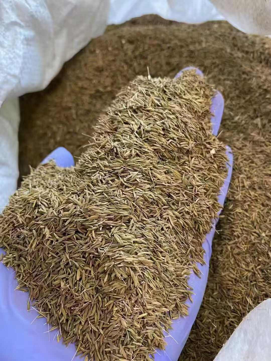 蒲公英种子多年生地被花卉耐寒耐旱耐阴现货批发