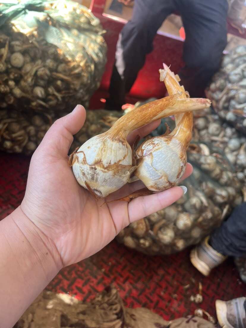 云南精品蓝皮茨菇 大量上市 产地直销 一手货源 欢迎来电咨询