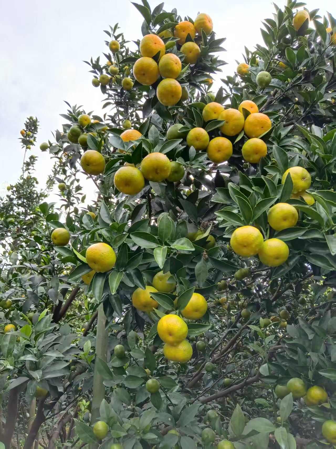 棉桔密广，产地直销