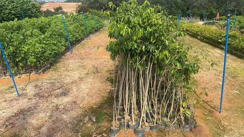 沉香树苗，20-100厘米高，大批量上市