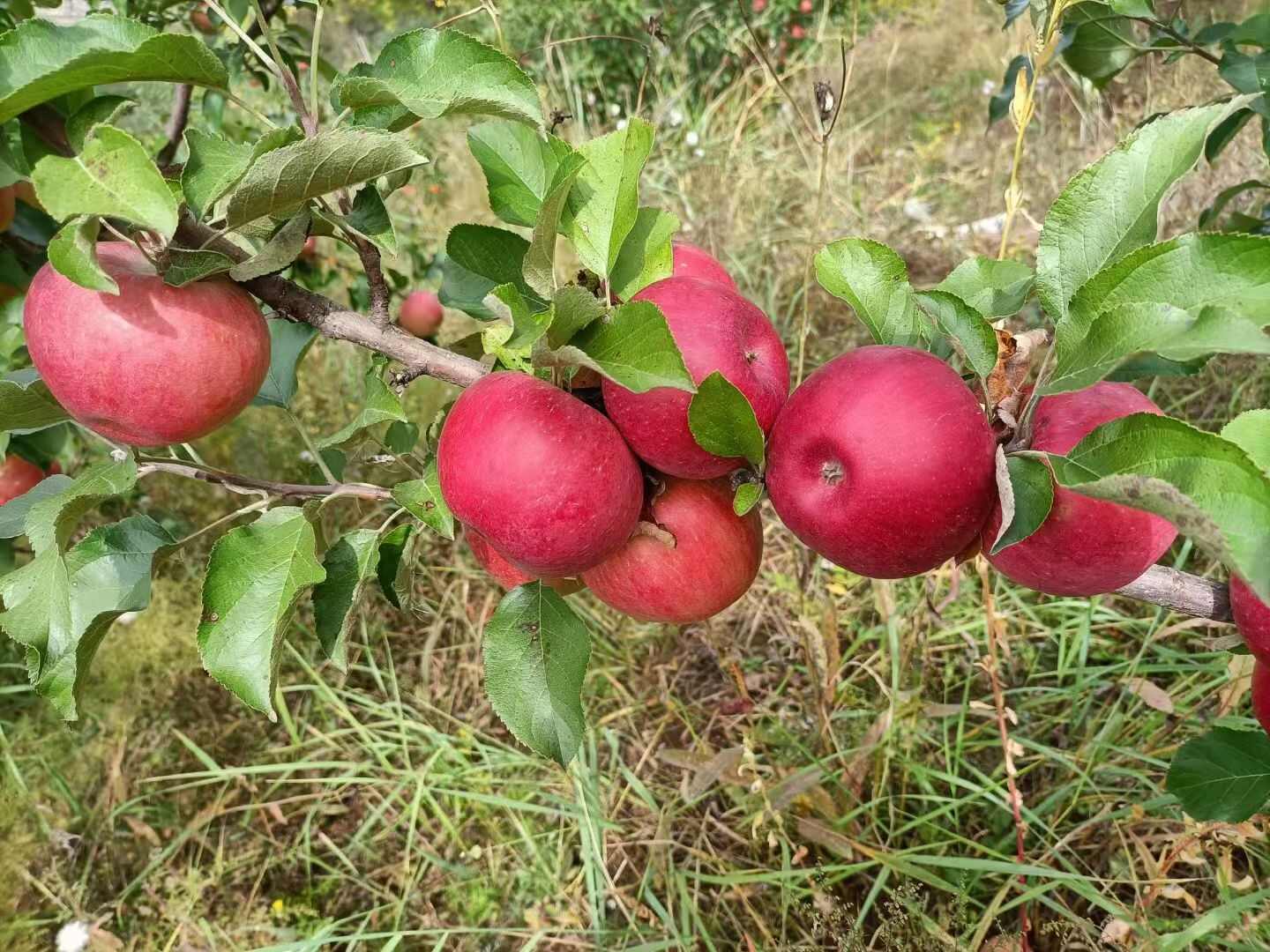 内蒙古赤峰市宁城县小城子镇