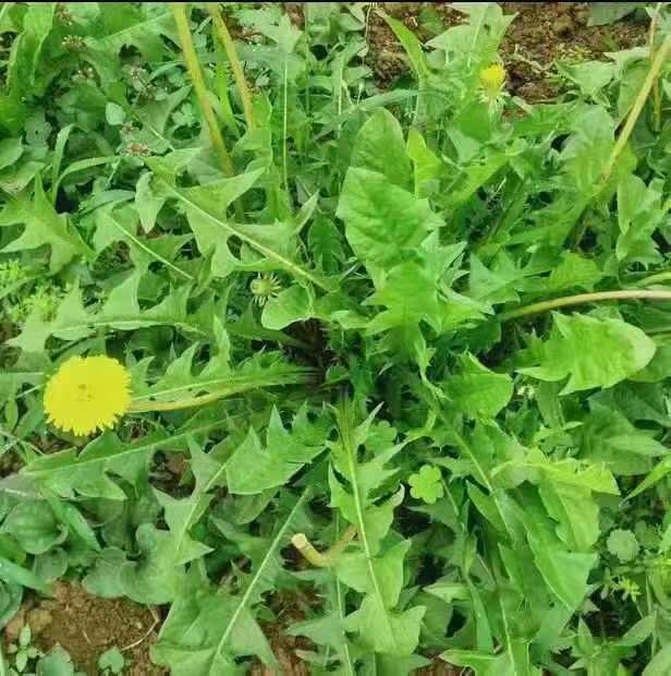 蒲公英种子多年生地被花卉耐寒耐旱耐阴现货批发