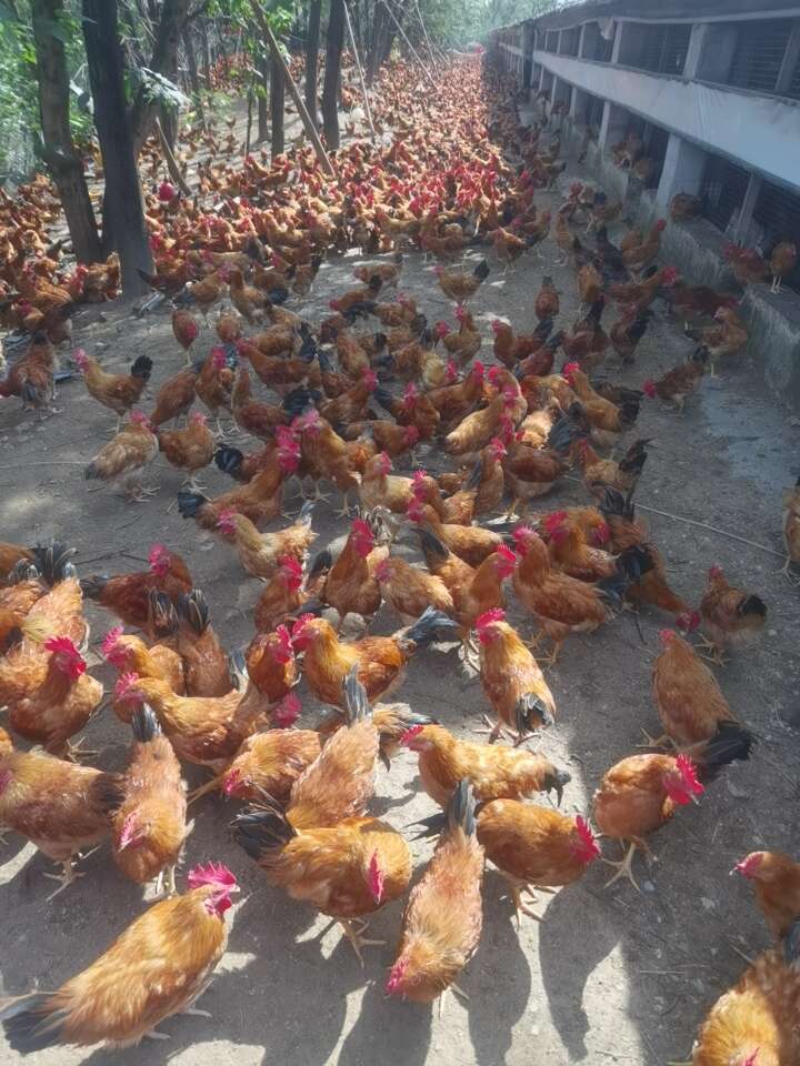 安徽南陵土鸡 新鲜禽肉 产地直发