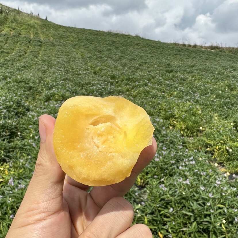 云南人参果 纯熟上熟网套果