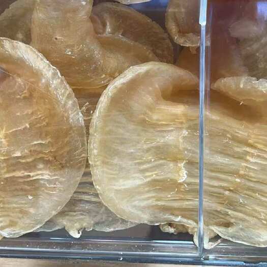 广州红鸡赤嘴公肚 7头 花胶鱼鳔营养滋补品