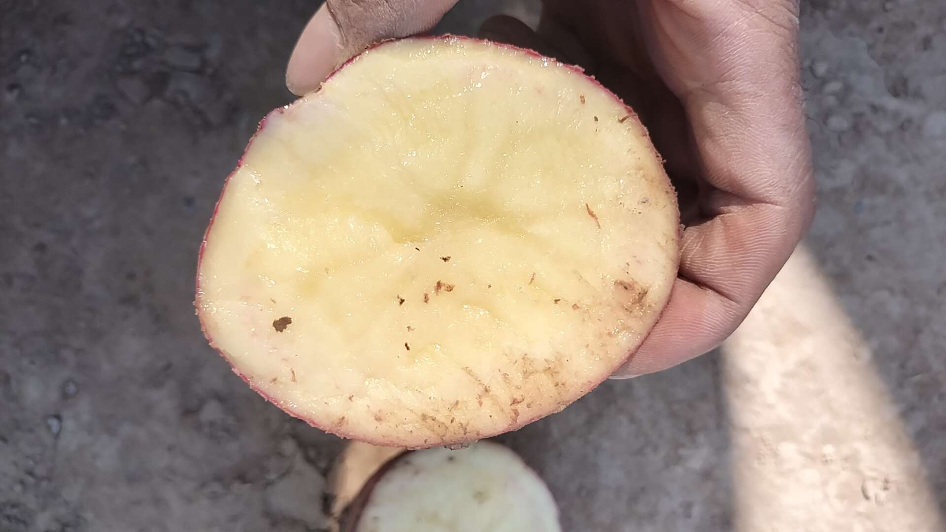 高原红皮黄心土豆