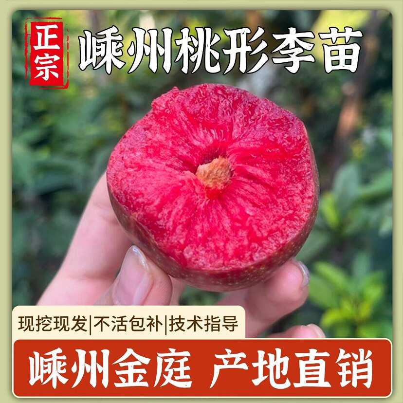 浙江嵊州桃形李苗嫁接李树果苗地栽南方种植当年结果技术指导