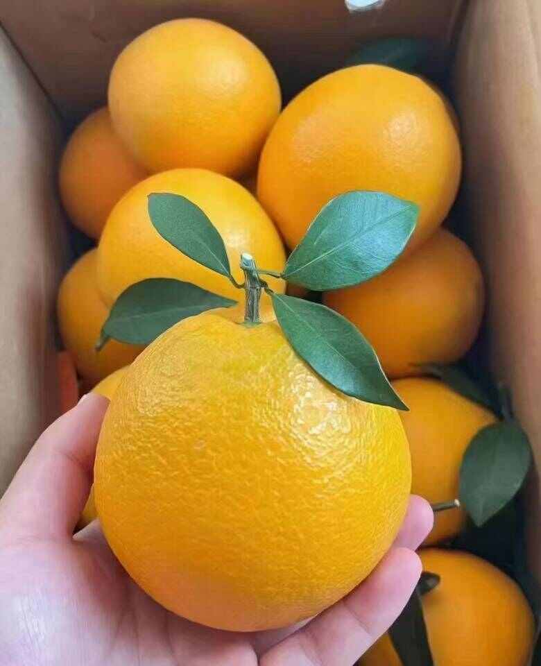 赣南脐橙