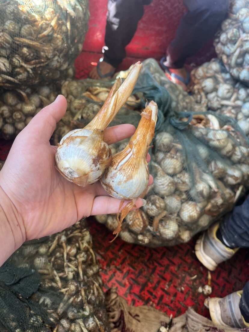 云南精品蓝皮茨菇 大量上市 产地直销 一手货源 欢迎来电咨询