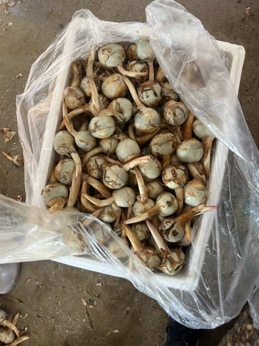 云南精品蓝皮茨菇 大量上市 产地直销 一手货源 欢迎来电咨询