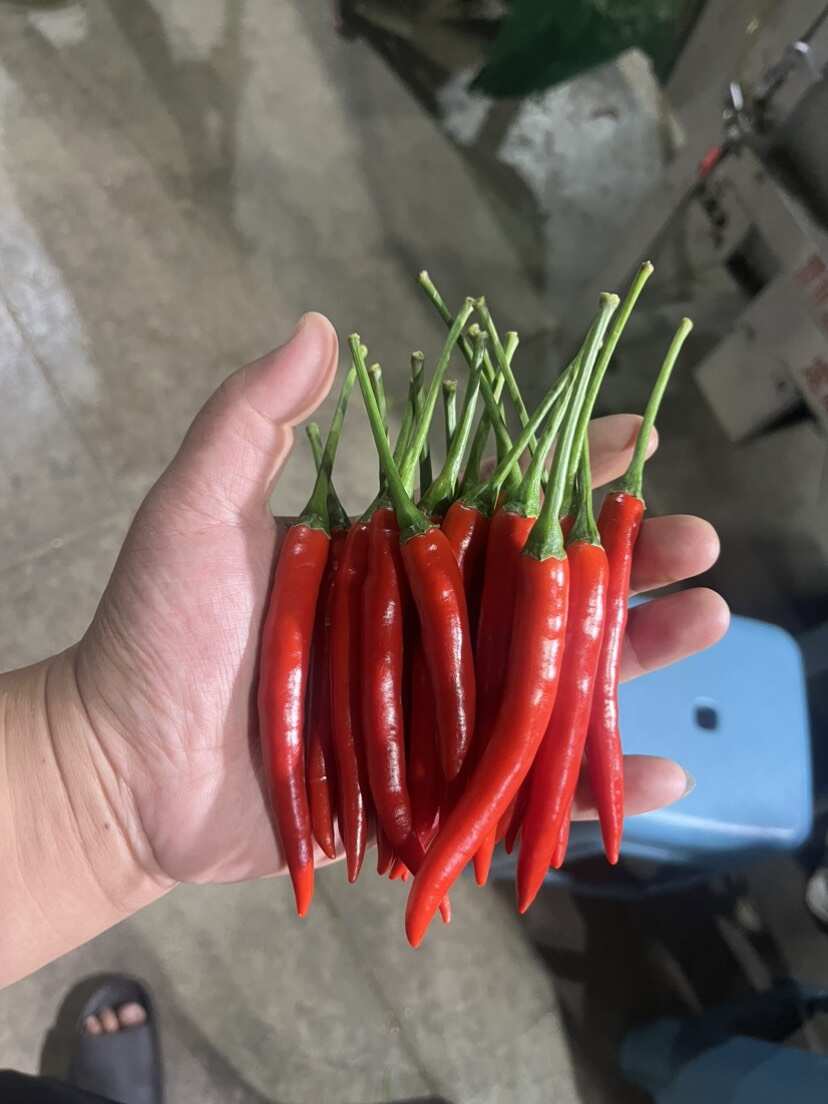 云南精品小米椒 大量上市 产地直销