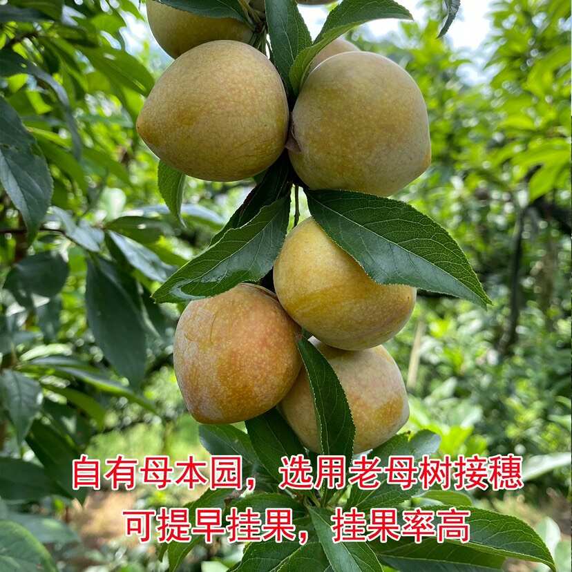 浙江嵊州金庭桃形李苗嫁接红心李子树果苗 脆甜爽口 汁水丰富