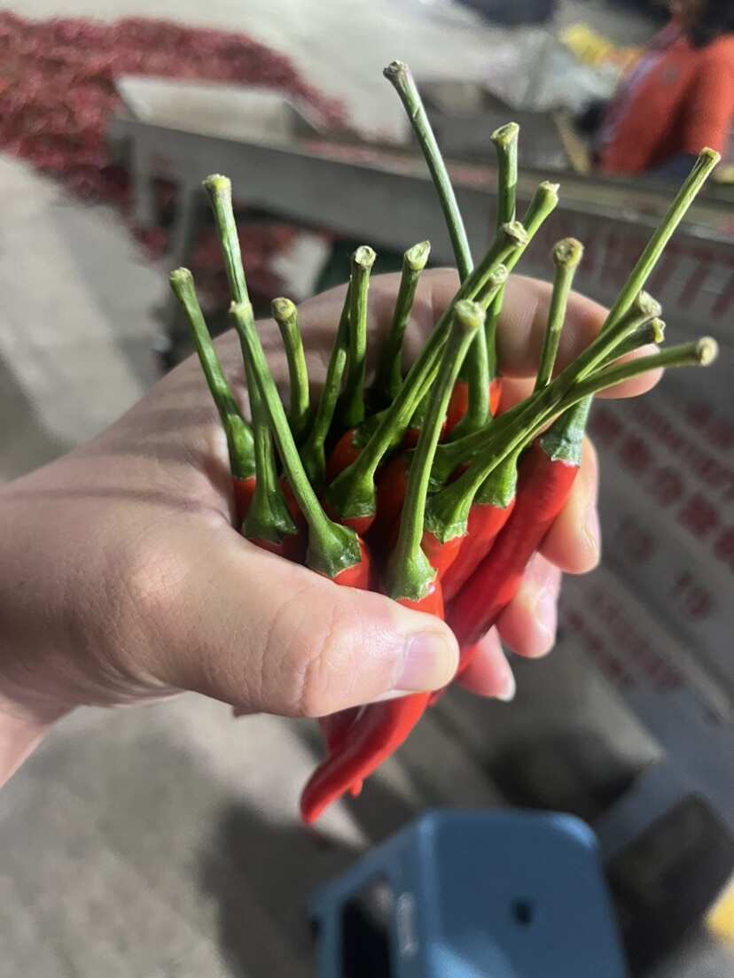 云南精品小米椒 大量上市 产地直销