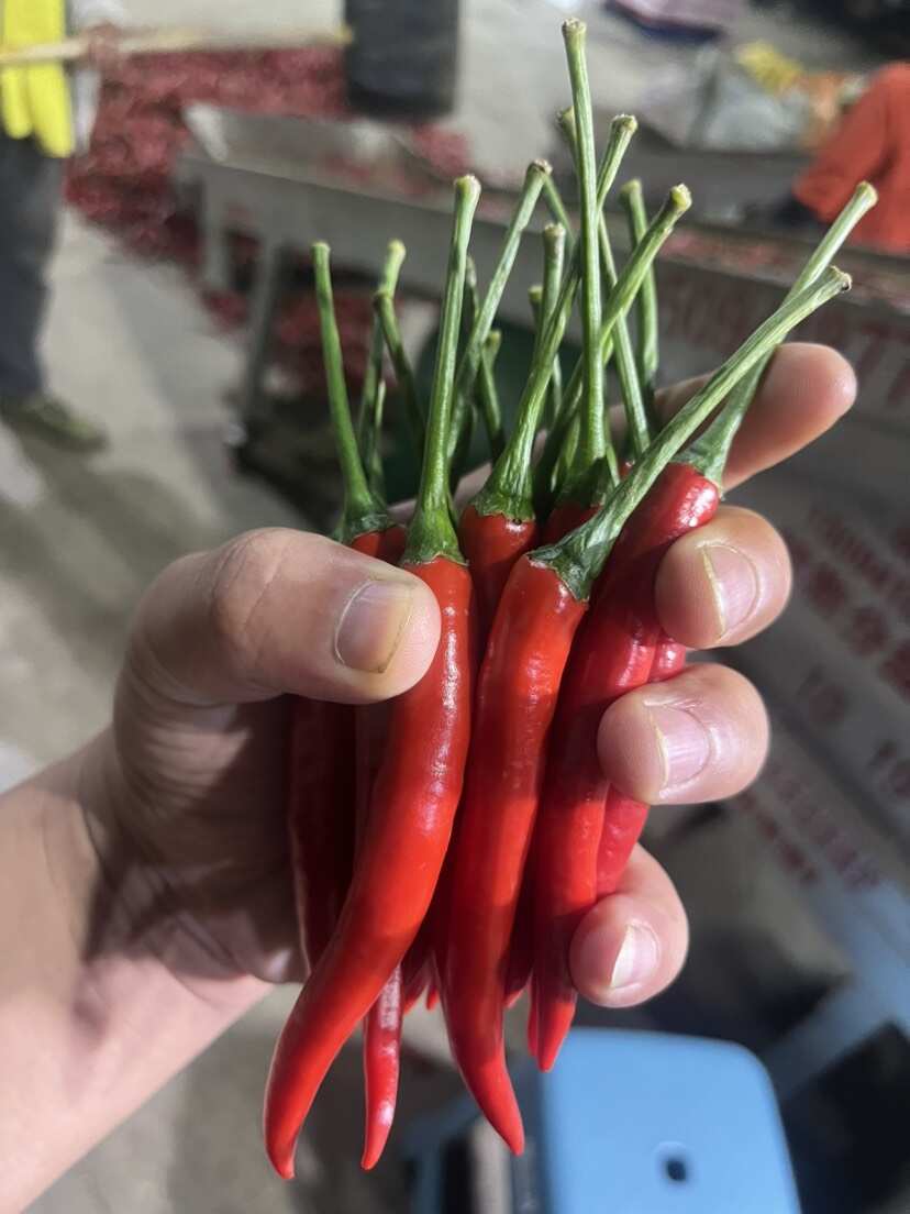 云南精品小米椒 大量上市 产地直销
