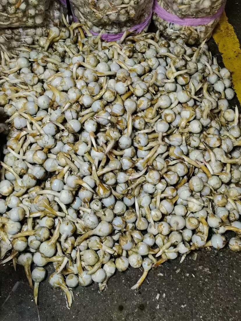 云南精品蓝皮茨菇 大量上市 产地直销 一手货源 欢迎来电咨询