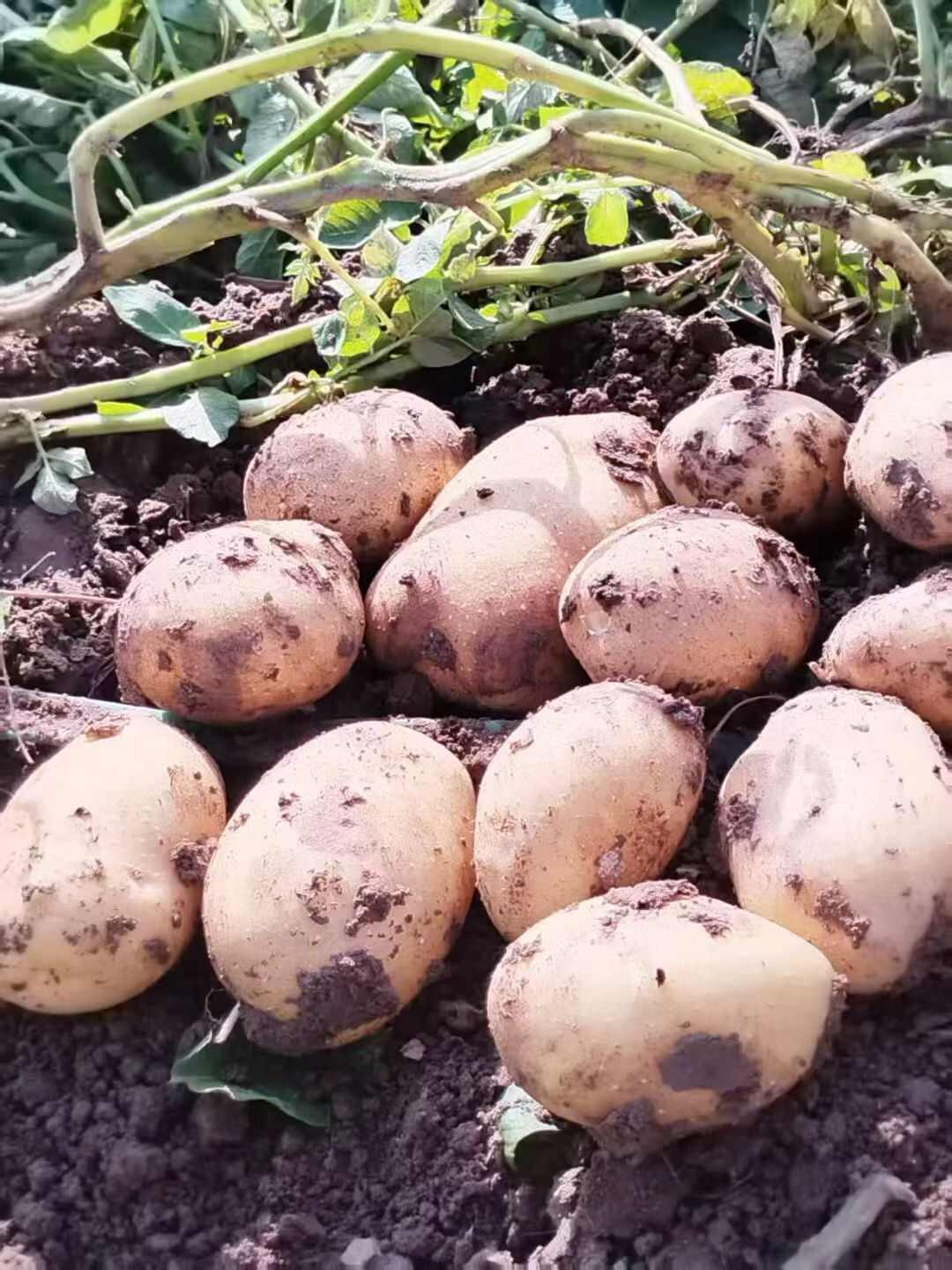 土豆