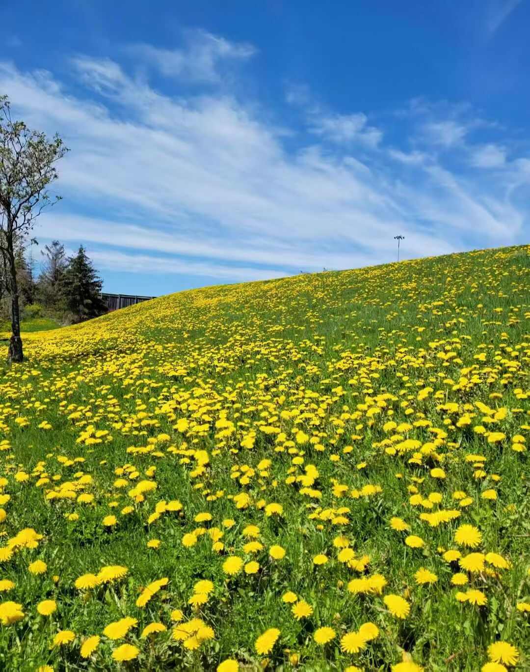 蒲公英种子多年生地被花卉耐寒耐旱耐阴现货批发