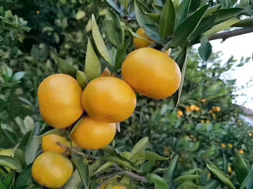 蜜橘柑橘