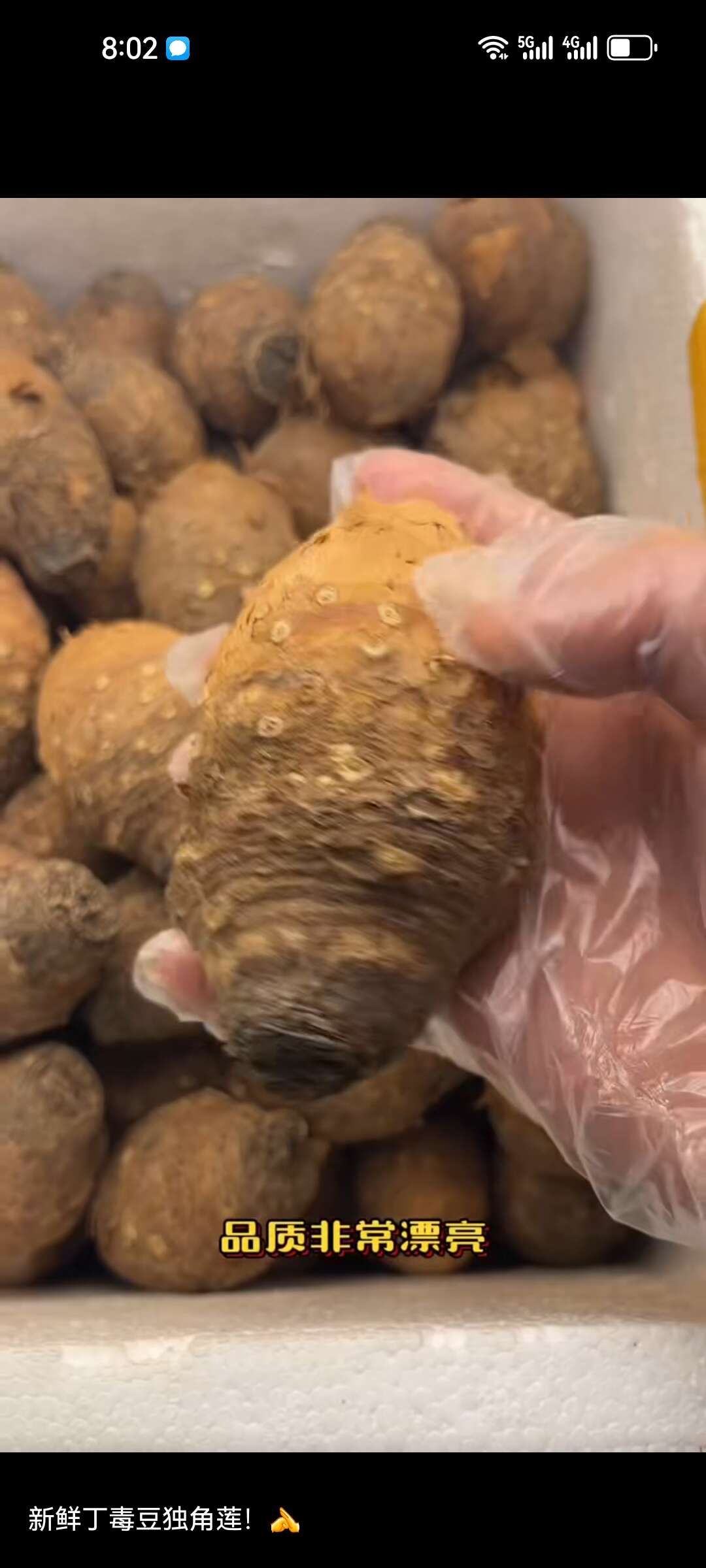 独角莲鲜货
