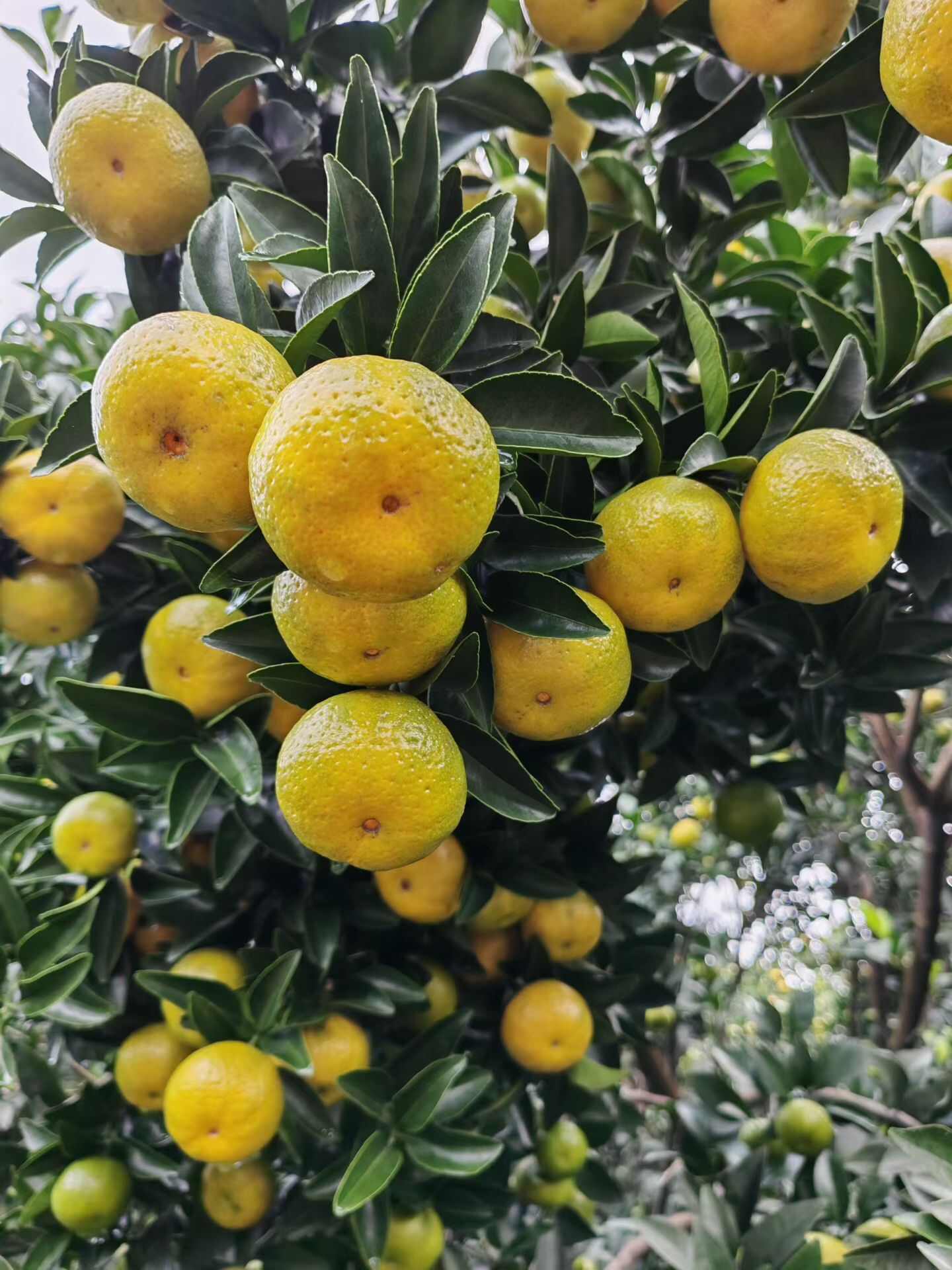 棉桔密广，产地直销