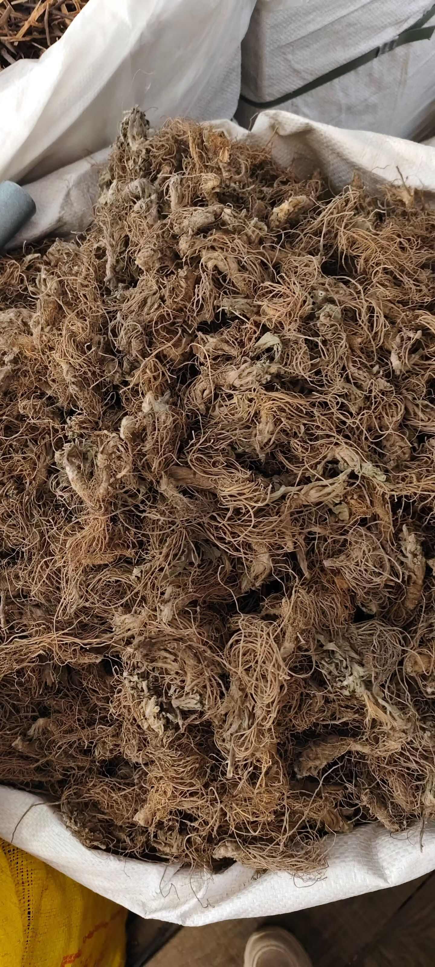 广西玉林地胆草中药材全草类优质货源